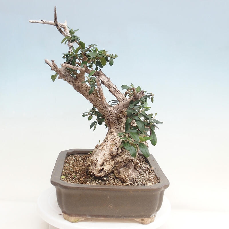 Indoor bonsai - Olea europaea sylvestris - European small-leaved olive oil