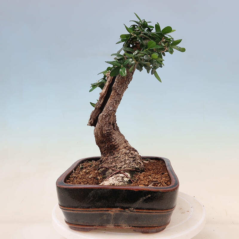 Indoor bonsai - Olea europaea sylvestris - European small-leaved olive oil