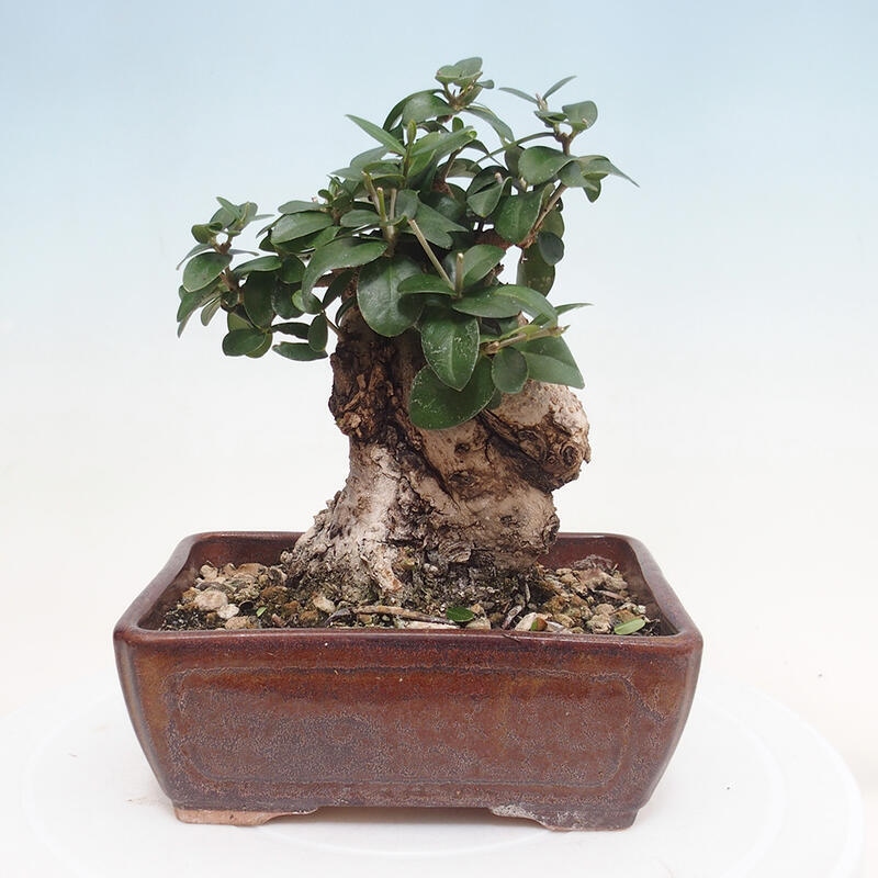 Indoor bonsai - Olea europaea sylvestris - European small-leaved olive oil