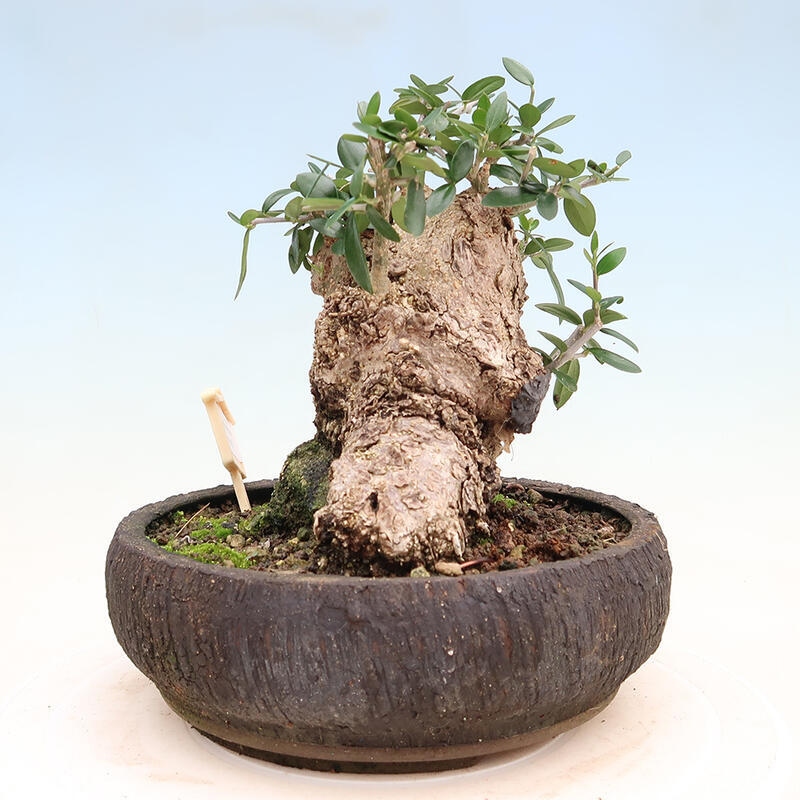 Indoor bonsai - Olea europaea sylvestris - Small-leaved European olive