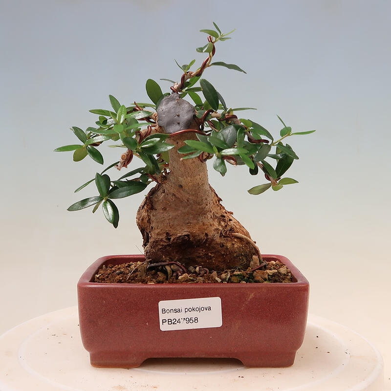 Indoor bonsai - Olea europaea sylvestris - European small-leaved olive oil