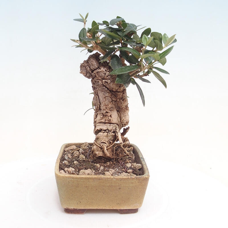 Indoor bonsai - Olea europaea sylvestris - European small-leaved olive oil