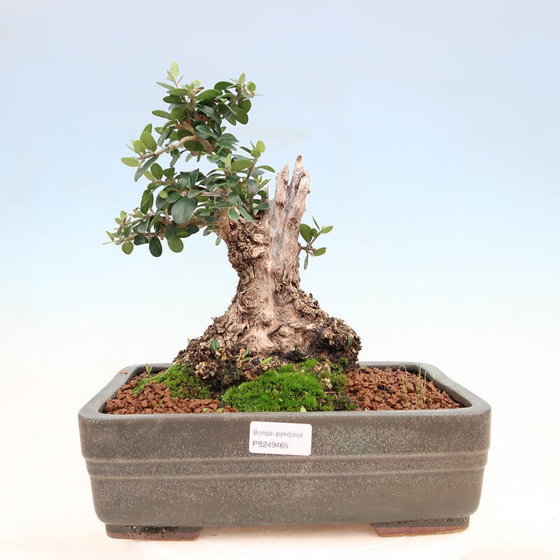 Indoor bonsai - Olea europaea sylvestris - Small-leaved European olive