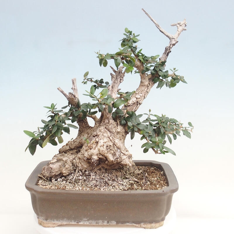 Indoor bonsai - Olea europaea sylvestris - European small-leaved olive oil