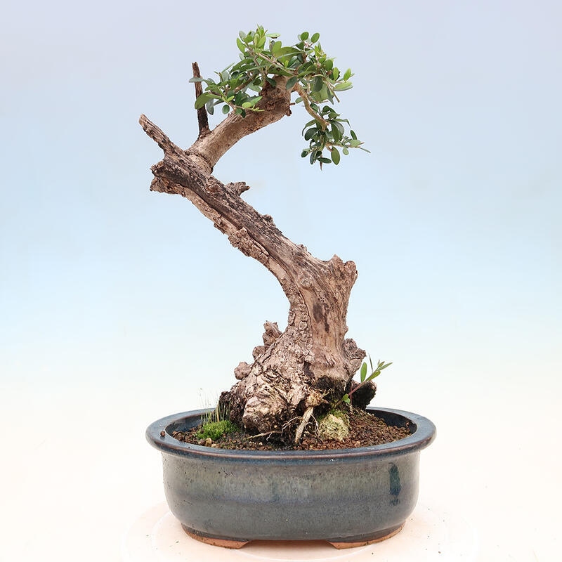 Indoor bonsai - Olea europaea sylvestris - Small-leaved European olive