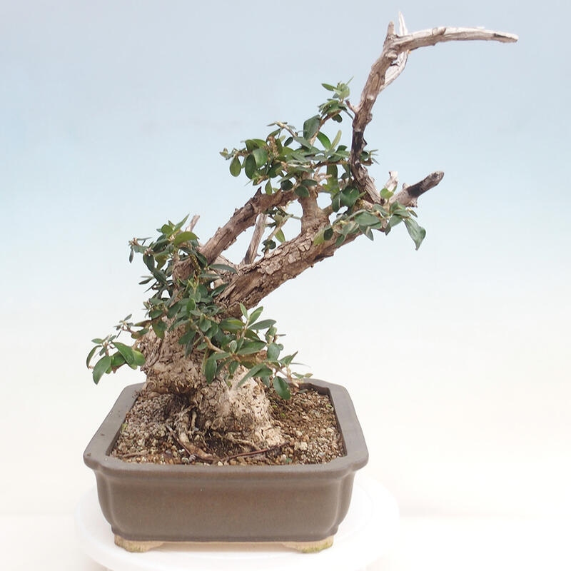 Indoor bonsai - Olea europaea sylvestris - European small-leaved olive oil