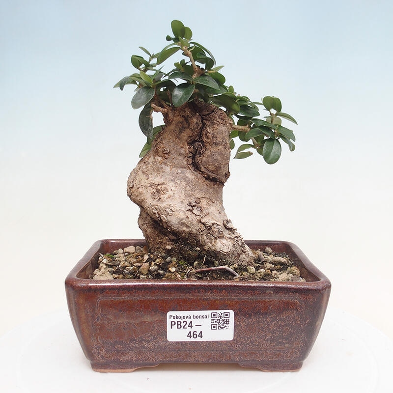 Indoor bonsai - Olea europaea sylvestris - European small-leaved olive oil