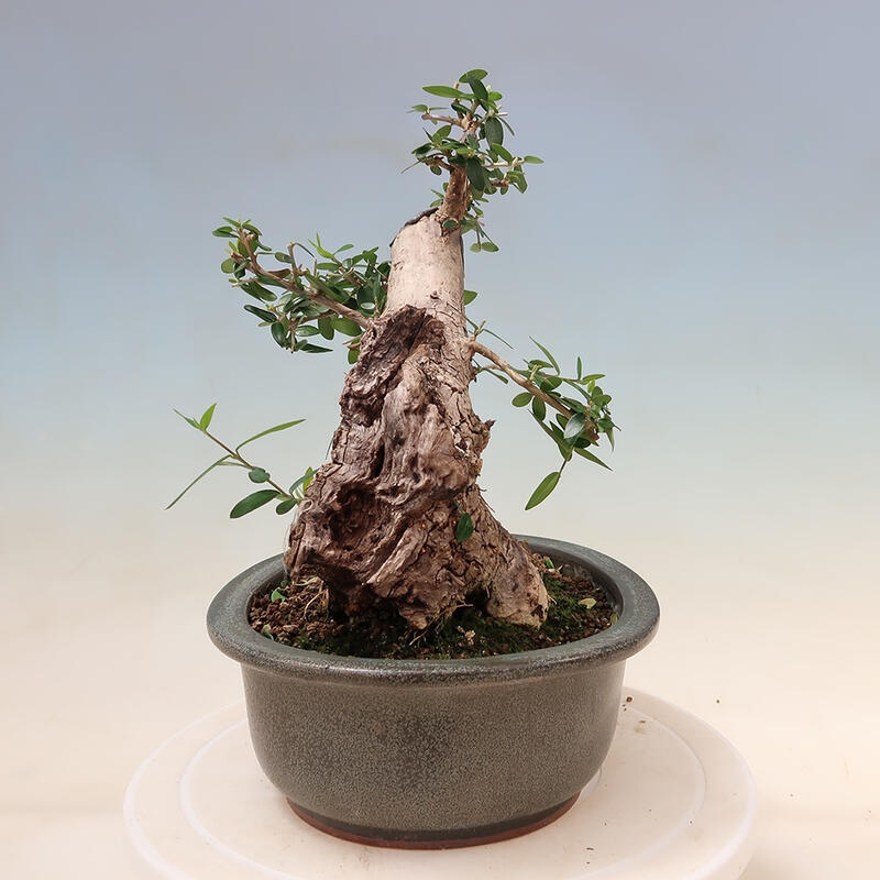 Indoor bonsai - Olea europaea sylvestris - European small-leaved olive oil