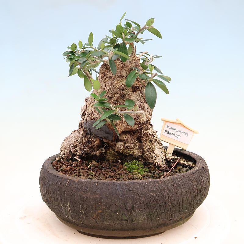 Indoor bonsai - Olea europaea sylvestris - Small-leaved European olive