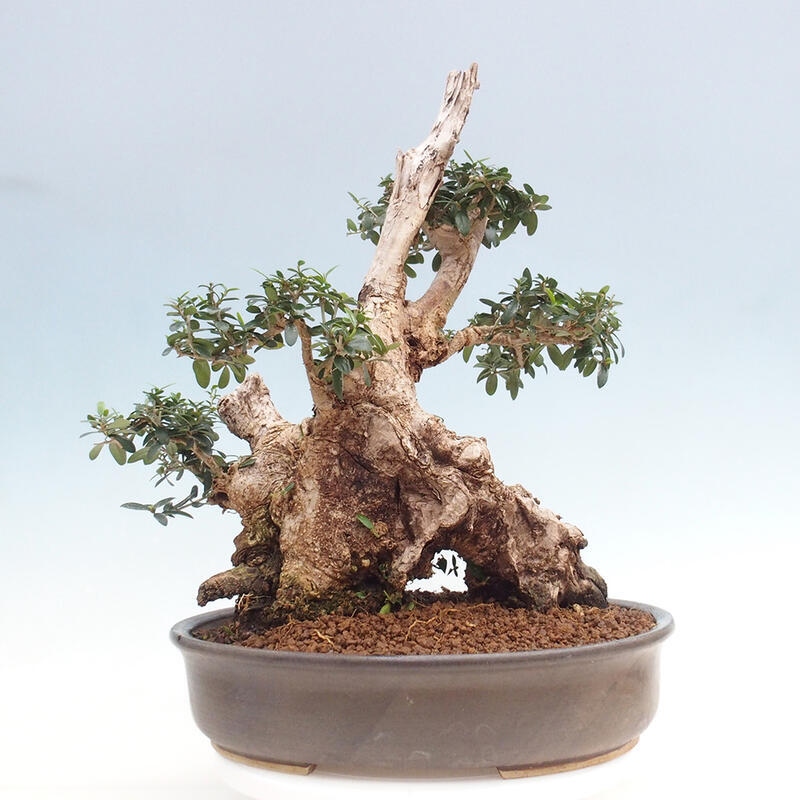 Indoor bonsai - Olea europaea sylvestris - Small-leaved European olive