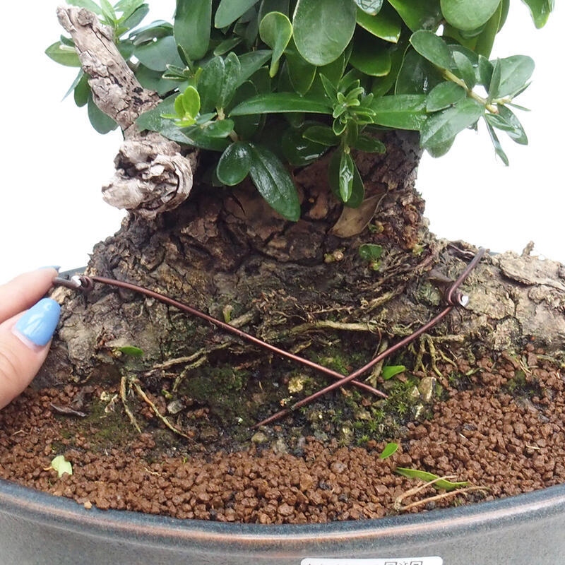 Indoor bonsai - Olea europaea sylvestris - Small-leaved European olive