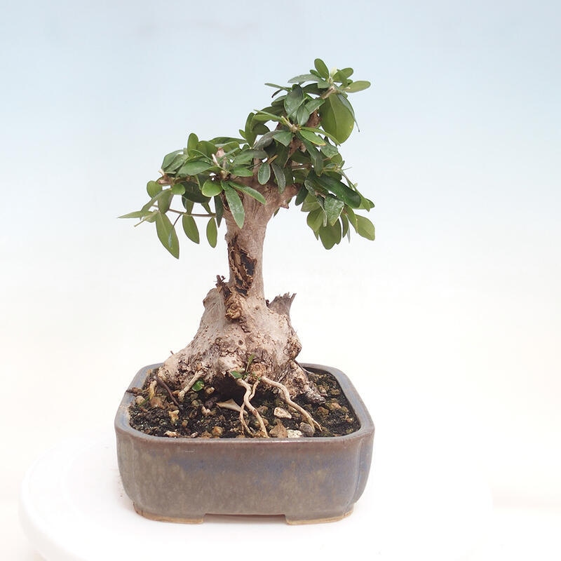 Indoor bonsai - Olea europaea sylvestris - European small-leaved olive oil