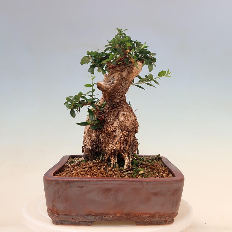 Indoor bonsai - Olea europaea sylvestris - European small-leaved olive oil