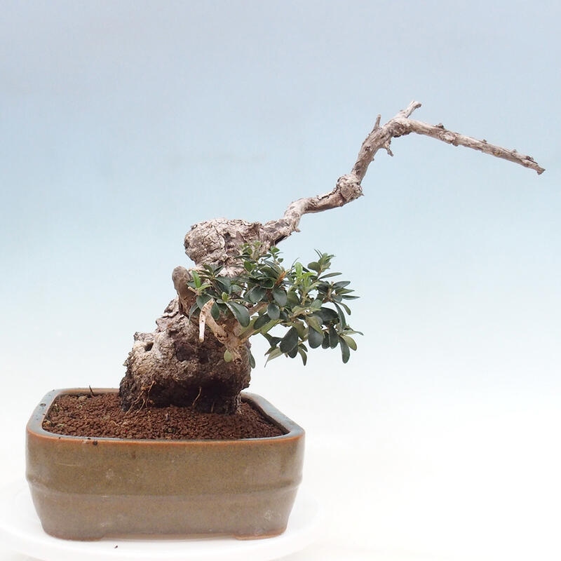 Indoor bonsai - Olea europaea sylvestris - Small-leaved European olive