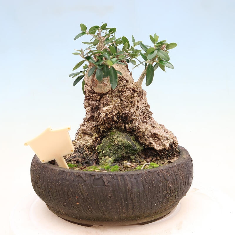 Indoor bonsai - Olea europaea sylvestris - Small-leaved European olive