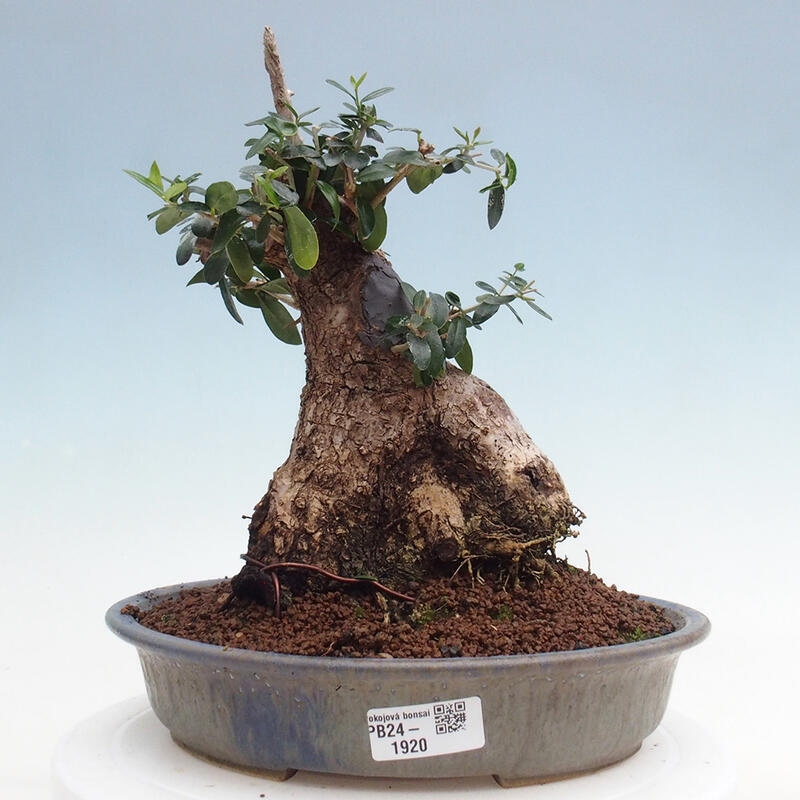 Indoor bonsai - Olea europaea sylvestris - Small-leaved European olive