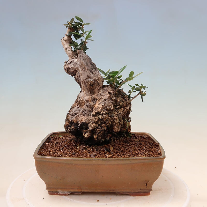 Indoor bonsai - Olea europaea sylvestris - European small-leaved olive oil