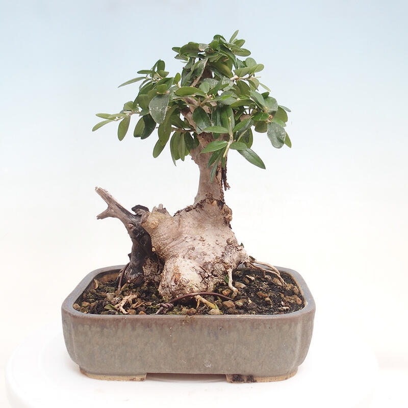 Indoor bonsai - Olea europaea sylvestris - European small-leaved olive oil