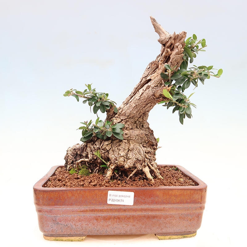 Indoor bonsai - Olea europaea sylvestris - Small-leaved European olive