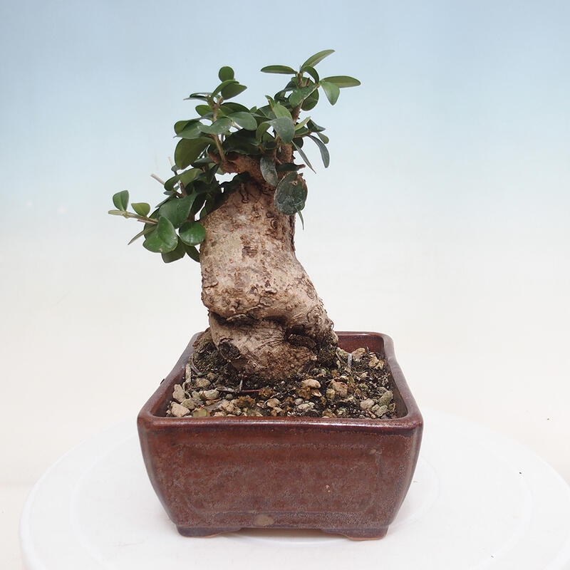 Indoor bonsai - Olea europaea sylvestris - European small-leaved olive oil