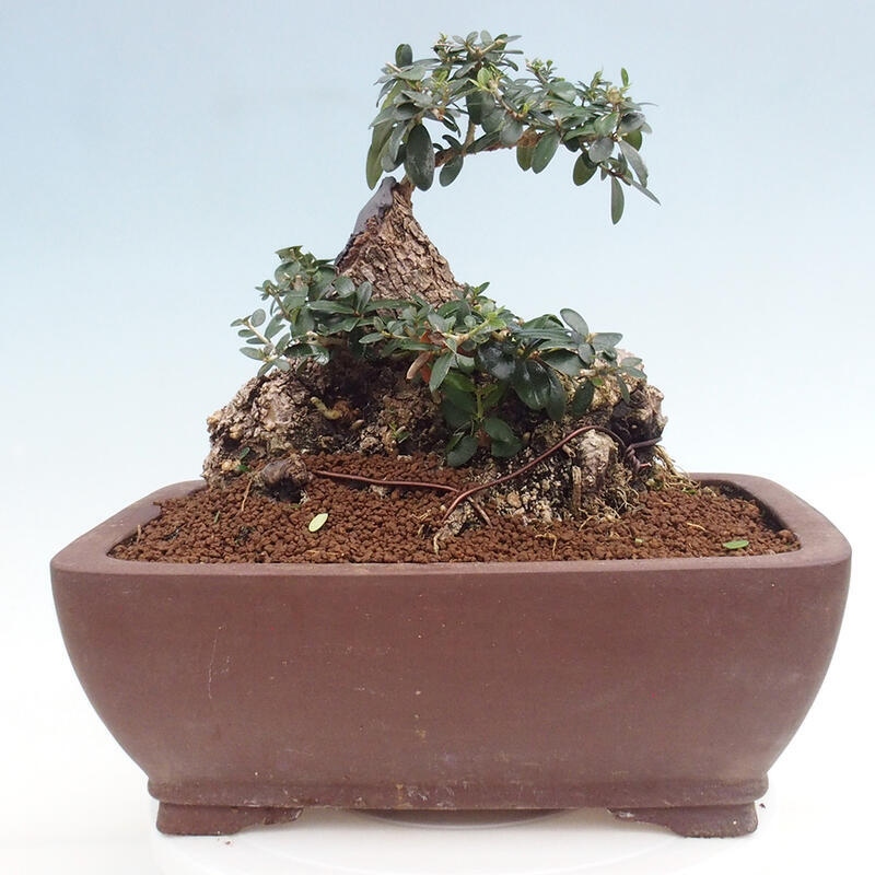 Indoor bonsai - Olea europaea sylvestris - Small-leaved European olive