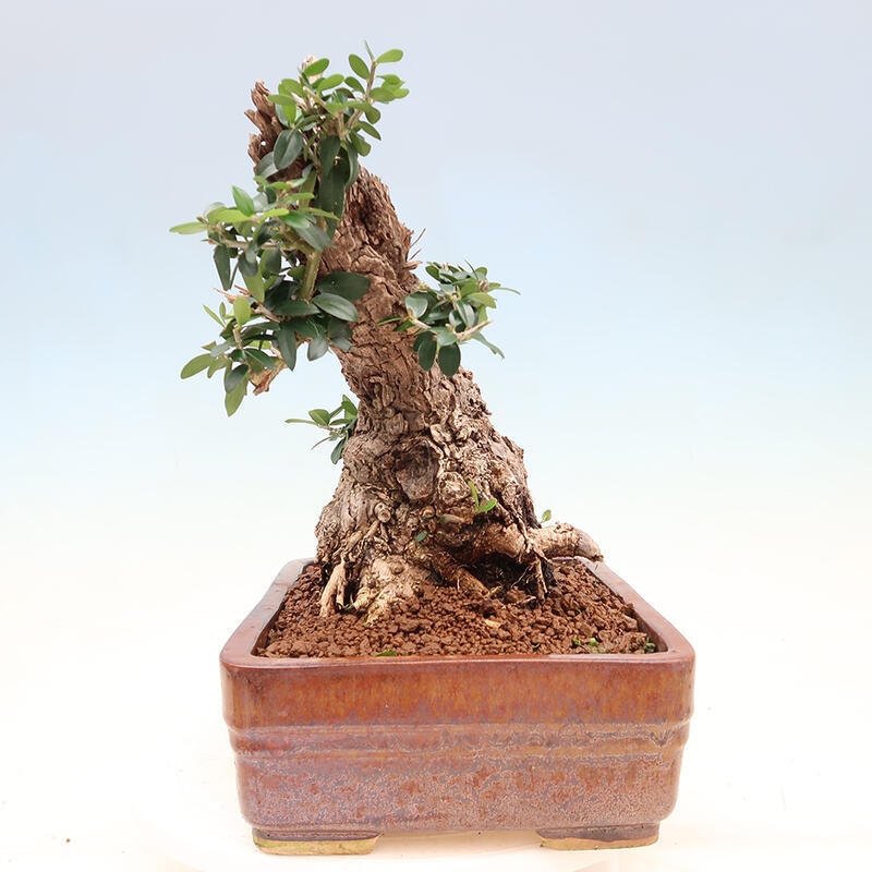 Indoor bonsai - Olea europaea sylvestris - Small-leaved European olive