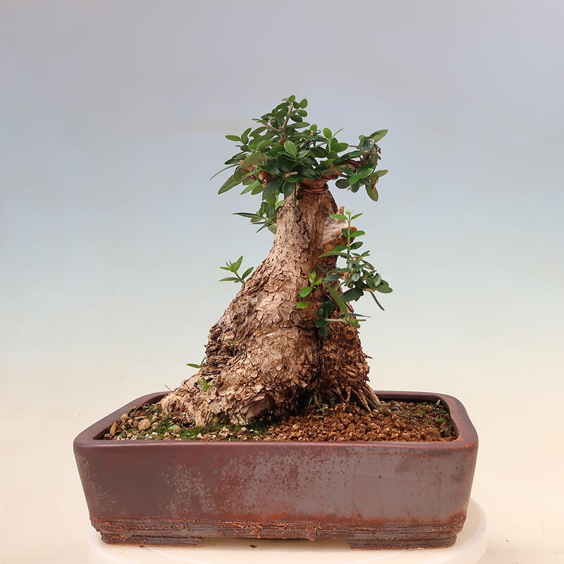 Indoor bonsai - Olea europaea sylvestris - European small-leaved olive oil