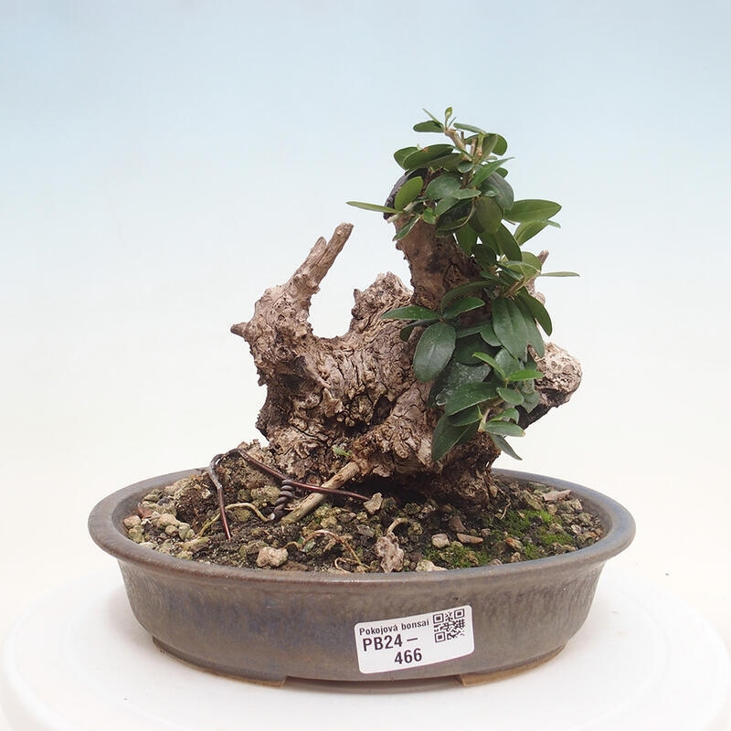 Indoor bonsai - Olea europaea sylvestris - European small-leaved olive oil