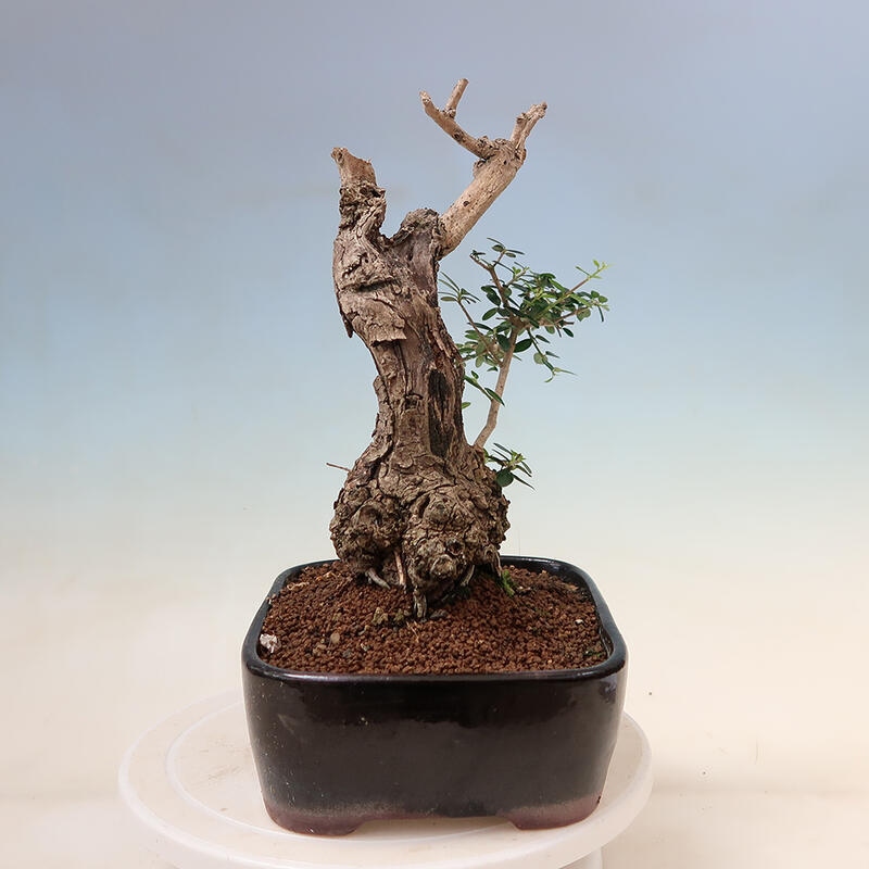 Indoor bonsai - Olea europaea sylvestris - European small-leaved olive oil