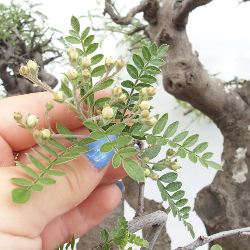 Indoor bonsai - Osteomeles anthyllidifolia