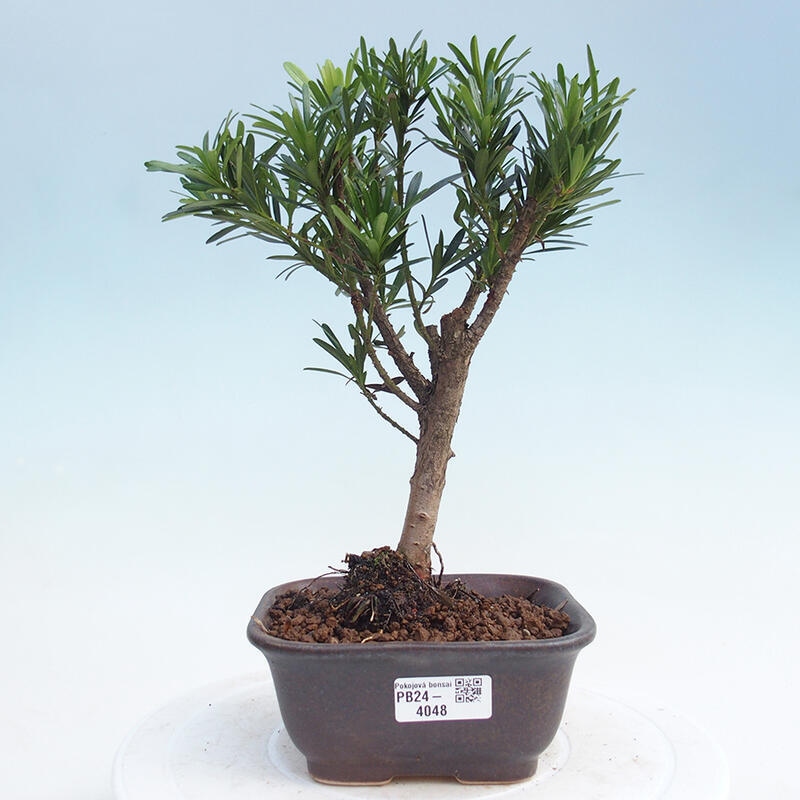 Room bonsai - Podocarpus - Stone Yew