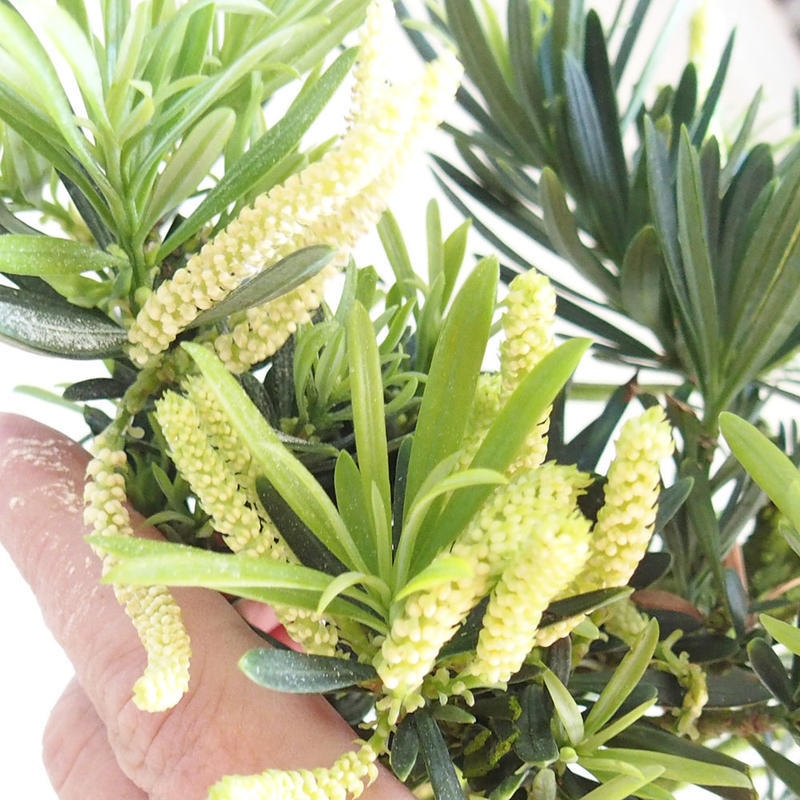 Room bonsai - Podocarpus - Stone Yew