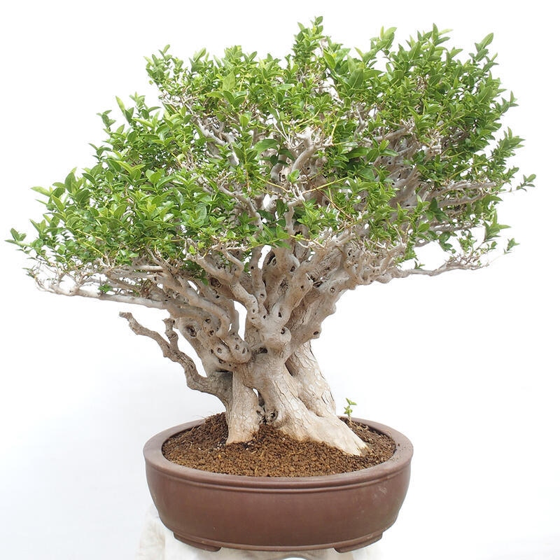 Indoor bonsai - Premna serratifolia - Kozlovon small-leaved