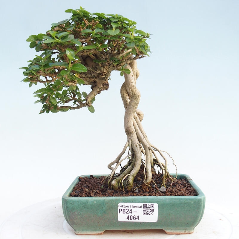 Room bonsai - Premna serratifolia - Kozlovon small-leaved