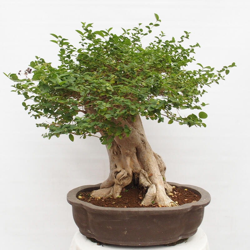 Indoor bonsai - Premna serratifolia - Kozlovon small-leaved