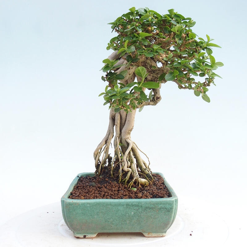 Room bonsai - Premna serratifolia - Kozlovon small-leaved