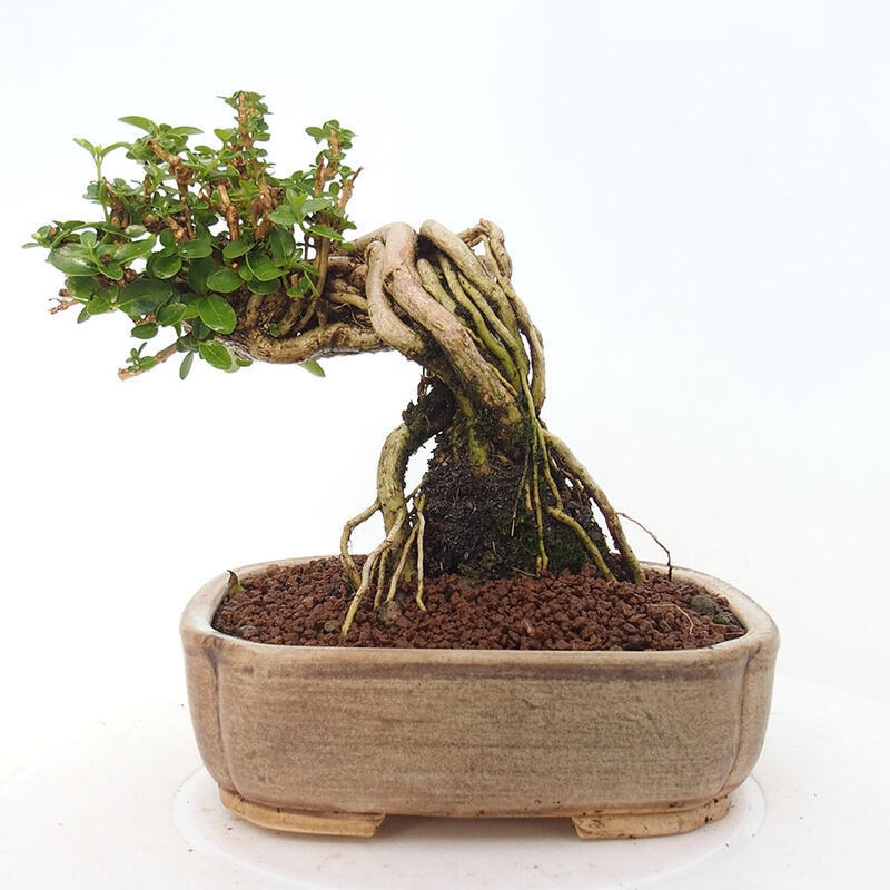 Indoor bonsai - Premna serratifolia - Kozlovon small-leaved