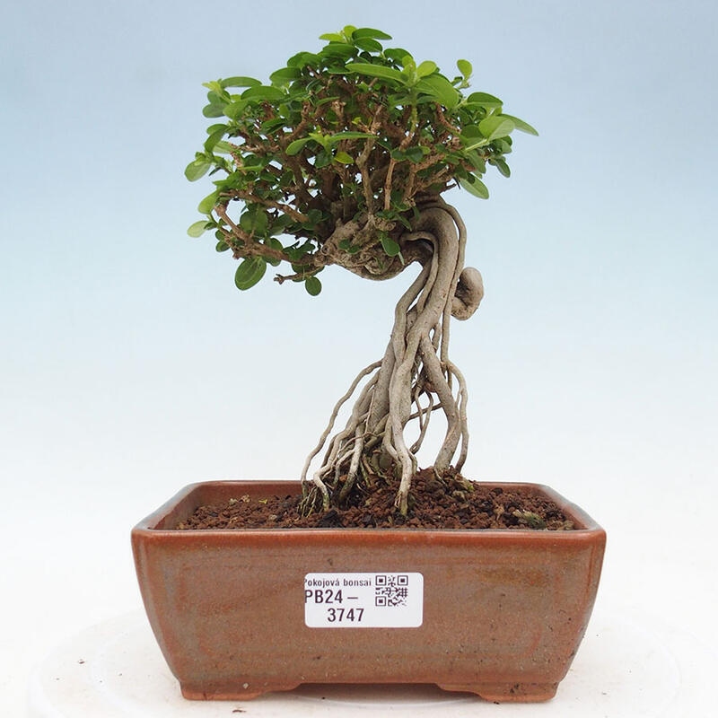 Indoor bonsai - Premna serratifolia - Kozlovon small-leaved