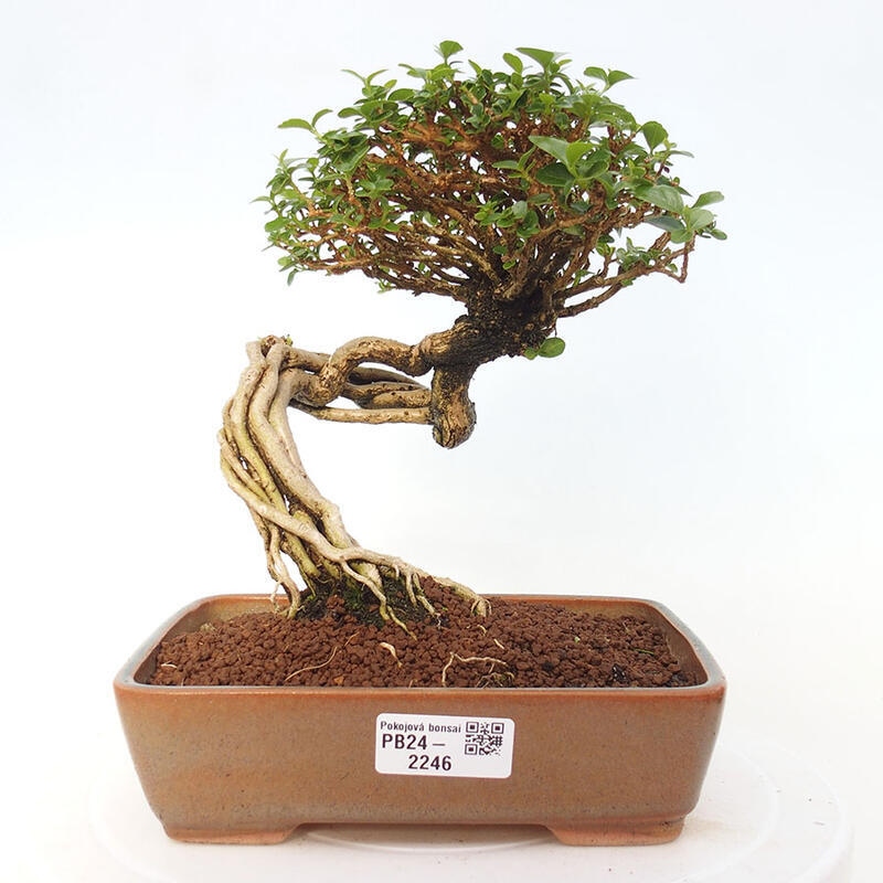 Indoor bonsai - Premna serratifolia - Kozlovon small-leaved