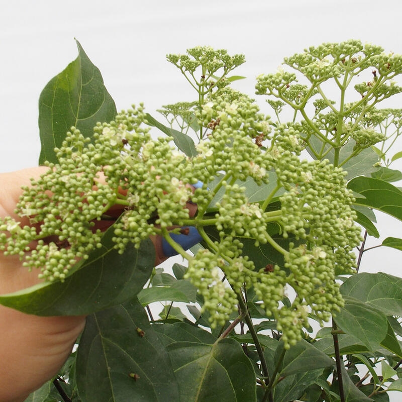 Indoor bonsai - Premna serratifolia - Kozlovon small-leaved