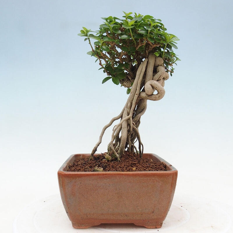 Indoor bonsai - Premna serratifolia - Kozlovon small-leaved