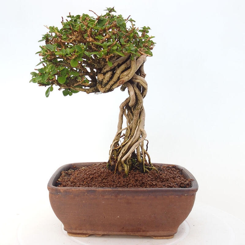 Indoor bonsai - Premna serratifolia - Kozlovon small-leaved