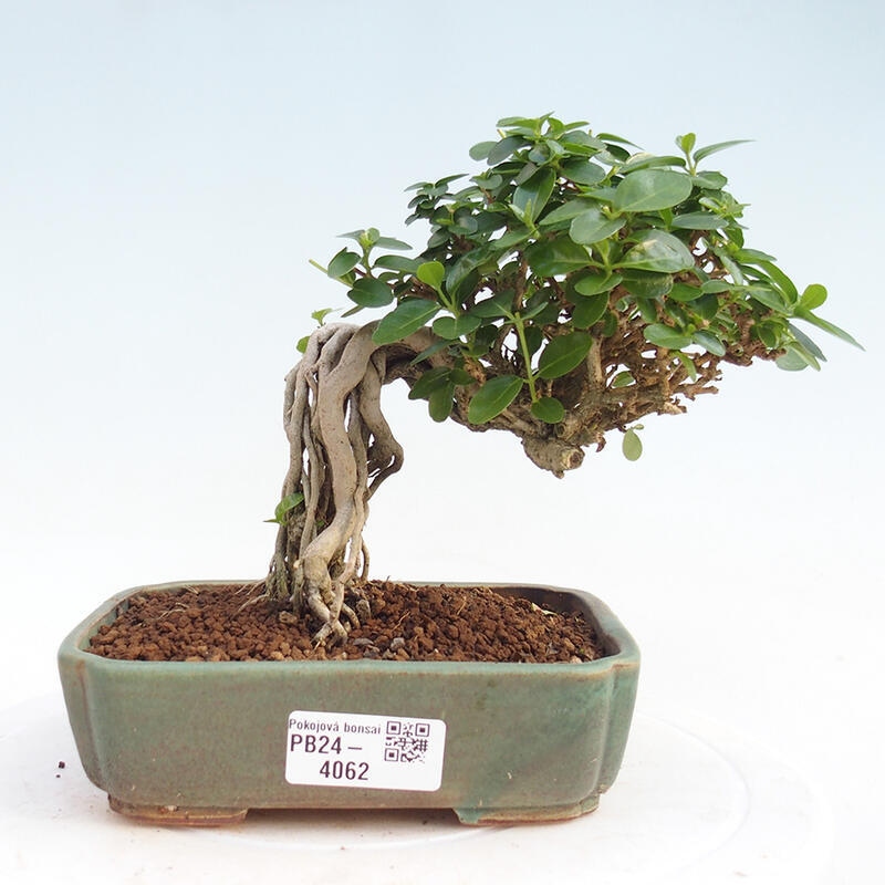 Room bonsai - Premna serratifolia - Small-leaved Gooseberry