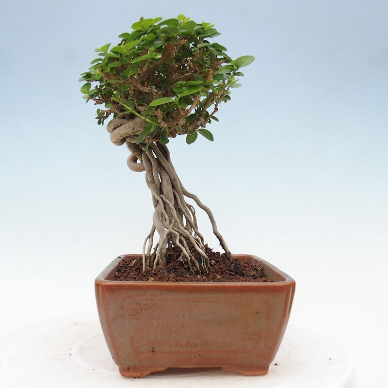 Indoor bonsai - Premna serratifolia - Kozlovon small-leaved