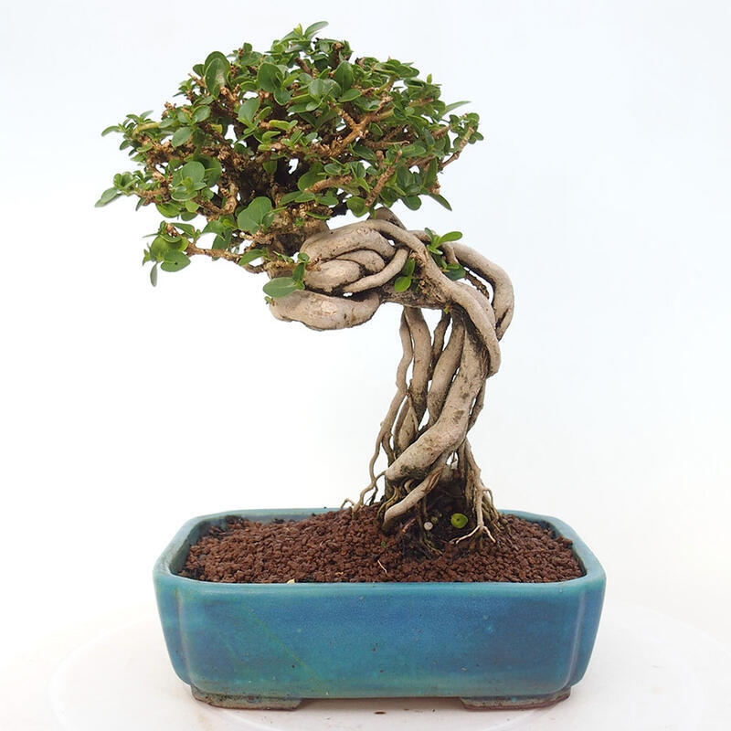 Indoor bonsai - Premna serratifolia - Kozlovon small-leaved