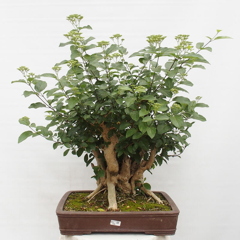 Indoor bonsai - Premna serratifolia - Kozlovon small-leaved