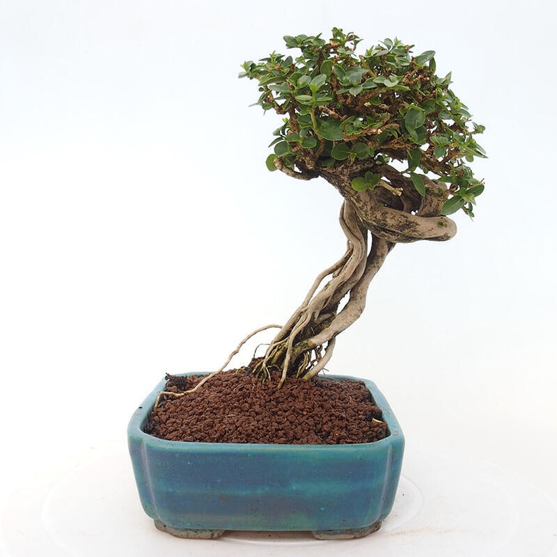 Indoor bonsai - Premna serratifolia - Kozlovon small-leaved