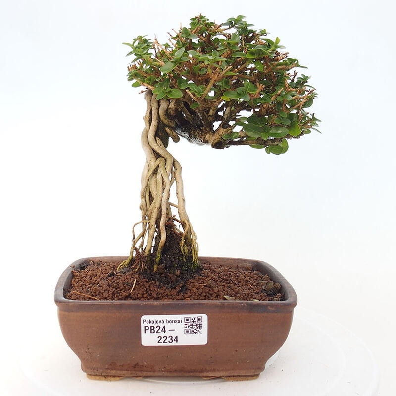 Indoor bonsai - Premna serratifolia - Kozlovon small-leaved