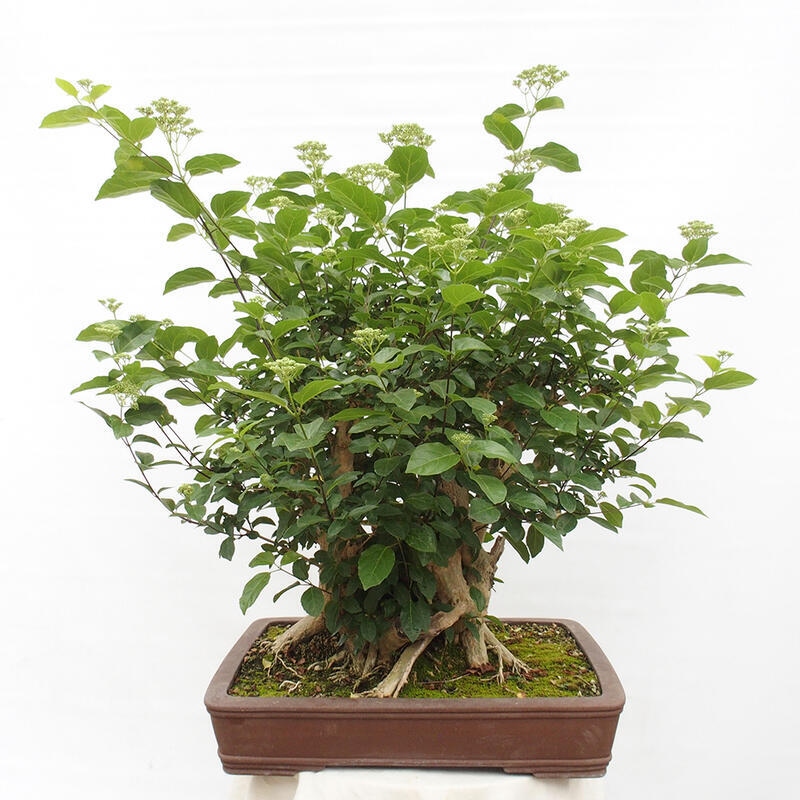 Indoor bonsai - Premna serratifolia - Kozlovon small-leaved