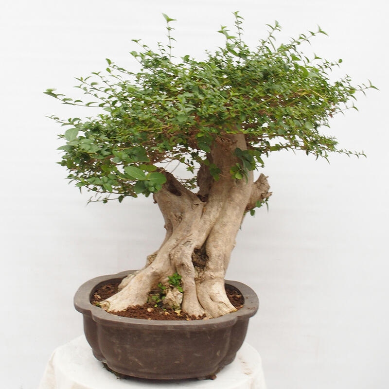 Indoor bonsai - Premna serratifolia - Kozlovon small-leaved